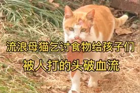 流浪母猫为了养活自己的孩子，忍着伤痛继续出去乞讨食物视频封面