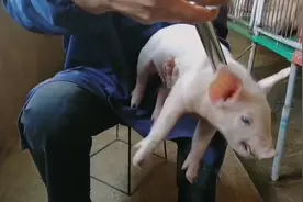 小公猪去势术的动作要领和术后护理。视频封面