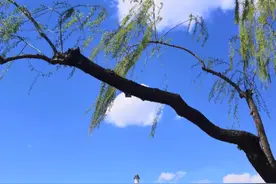 爆红歌曲~鬼新娘(泰国童声版)，林正英鬼片电影配乐视频封面