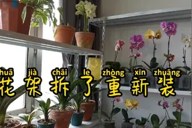 大花蝴蝶兰花剑太长，花架隔层高度不够拆掉重新装，养花就要折腾视频封面