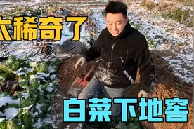 在大雪纷飞的北方，储存大白菜直接挖个地窖埋在里面，你见过吗？视频封面