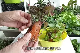 红薯紫薯育苗，把发出的芽子掰下来催根，这方法不缓苗长的旺视频封面