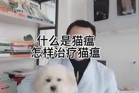 什么是猫瘟，得了猫瘟该怎样治疗呢。快来和宠物医生一起了解视频封面