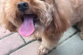 小泰迪热的👅舌头都收不回去了，也不愿意回家，狗狗会不会中暑呀视频封面