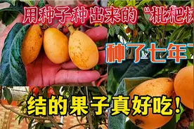 用种子种出来的枇杷树，种了七年了，枇杷结的果子真好吃！视频封面