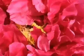牡丹花中之王，国色天香（四）视频封面