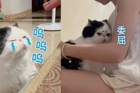 主人回家太晚，猫咪竟气到哭，坐在主人怀里比小孩还委屈视频封面