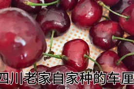老家车厘子熟了，愿我们在生活零零碎碎的事情里总能找到快乐！✨视频封面