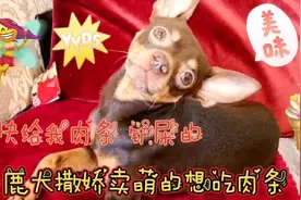 小鹿犬的脚受伤了又疼又痒包扎起来了 小鹿犬撒娇卖萌的想吃肉条视频封面