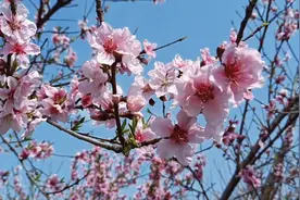 郑州向西大概三四十公里有百亩桃园，桃花开的正盛，快来赏花吧视频封面