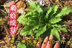 癞蛤蟆草用水煮一煮，作用厉害了，70一斤草，很少有人知道它好处视频封面