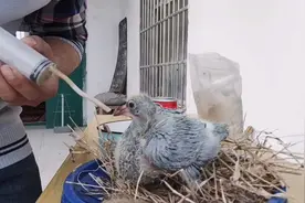 如何人工养幼鸽你知道吗视频封面