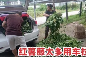 农村生活：8月割红薯藤最好，这样以后红薯才长的大，还可以喂猪
