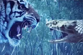 精彩电影片段，大老虎激战眼镜蛇，太精彩了视频封面