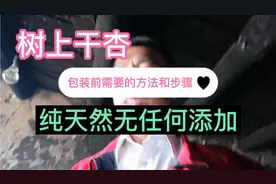 新疆伊犁特产＂树上干杏＂的制作方法和流程！四哥带你亲眼体验