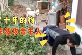 养了十年的狗，把主人堵在门外不让回家，主人决定送去屠宰场视频封面