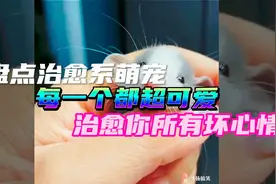盘点治愈系萌宠，每一个都超可爱，治愈你所有坏心情视频封面