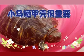 小乌龟晒甲壳会促进钙吸收、助消化、杀菌驱虫的作用。视频封面