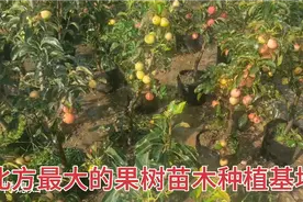 选果树苗盆栽的好还是地栽的好？两种栽法差距大不大，一起看看视频封面