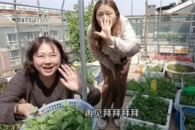 今天让朋友感受我楼顶田园生活，羡慕我的地盘长了好多菜视频封面