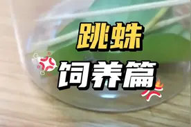 跳蛛怎么养？