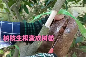 树枝生根变树苗 植物生命力多强 树枝能变成小花园 养花小技巧视频封面