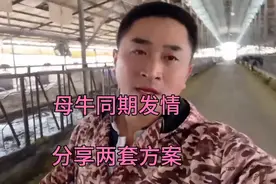 母牛不发情怎么办，打针同期发情，分享两套方案视频封面