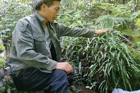 发现一片石茶，男人都爱喝，你喝过吗？视频封面