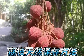 如果荔枝很多，又不想放冰箱，可以试试这种天然的保存方法。