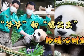大熊猫福宝“福公主”与“爷爷”的暖心画面也太治愈了。爱了..视频封面