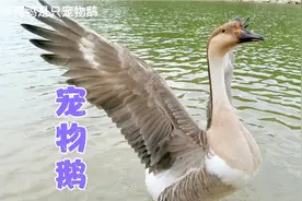 养了宠物鹅之后生活多了很多欢乐，万物皆有灵性，鹅也可以当宠物视频封面