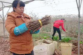 葡萄扦插枝条冬藏，两种方法分享，有更好的欢迎大家提出来视频封面