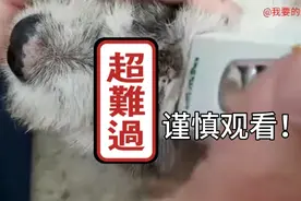 慎入！给狗狗拔除身上的蜱虫！！！视频封面