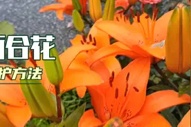 百合如何让多头都正常打开？延长花期剪花蕊剪哪个？还有哪些作用视频封面
