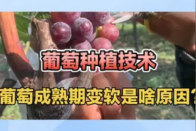 葡萄成熟期果实变软不耐储存？记住这三点提升果实硬度