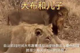 大布失去了部分雌狮，好像很伤心，身体也消瘦了很多视频封面