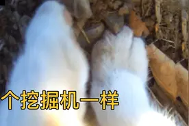 给橘猫戴上摄像头，发现它天天出门挖宝！视频封面