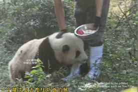 精彩库存，花花你这撒拔打滚的招式哪里学来的？真的让我大开眼界视频封面