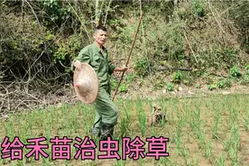 隐居飞哥搞建设！湖边禾苗治虫！踩田除草！自力更生，心愉悦！视频封面