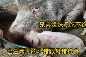 母猪生的多小猪吃不饱，出生两天的猪饿的跟母猪抢食，看着可怜人视频封面