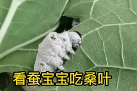 3.8倍镜头下看蚕宝宝吃桑叶，很解压，时隔35年再养，老公看傻了视频封面