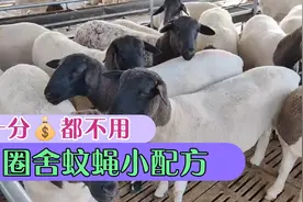 一分钱不用花，圈舍蚊蝇小配方，全部死光光，杜泊绵羊养殖场视频封面