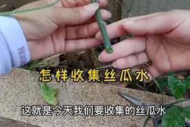 丝瓜摘完后期千万别扒掉藤蔓，这样做还可以收集到丝瓜美容水。视频封面