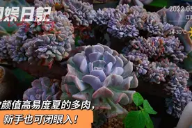 推荐6款颜值高易度夏的多肉，入坑3年没养挂过，新手可闭眼入！视频封面