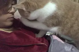 猫咪为啥这么爱吃板栗🌰#我和我的猫#猫咪日常#猫咪的迷惑行为视频封面