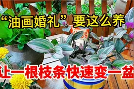 高颜值“油画婚礼”吊兰爆盆养植技巧，一根枝条变一盆简单又轻松视频封面