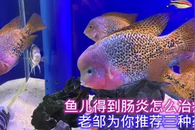 鱼儿得到肠炎怎么治疗？老邹为你推荐这三种药视频封面