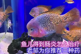鱼儿得到肠炎怎么治疗？老邹为你推荐这三种药视频封面