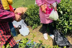 采茶工要的工钱贵，关键是人还难请视频封面