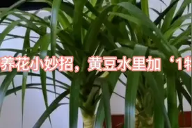 教你自制‘万能肥’，黄豆水里加‘1物’，肥效胜过花多多视频封面
